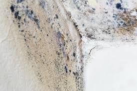 Why You Should Choose Our Mold Remediation Services in Redgranite, WI